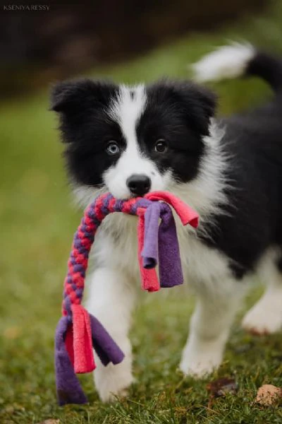 cuccioli border collie – adottali e cambia la loro vita (e la tua!)!!