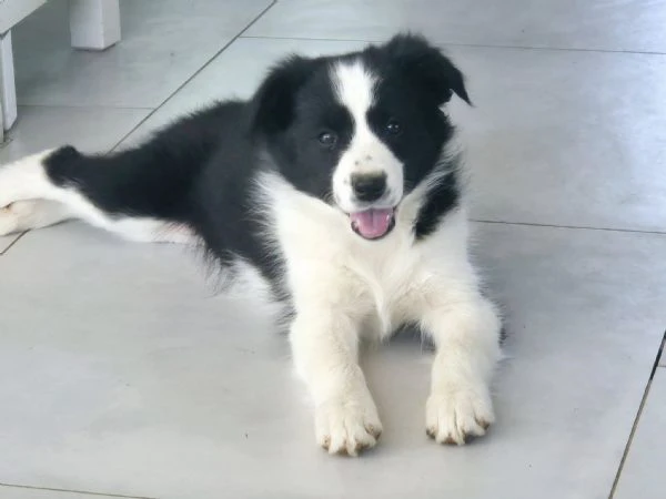 cuccioli border collie cercano casa – solo veri amanti della razza!!! | Foto 0
