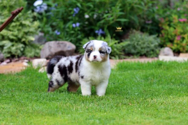 cerchi un cucciolo border collie? eccoli qui, pronti per te!!!