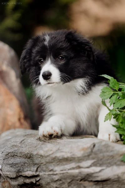 !! regalo responsabilmente cuccioli border collie!! | Foto 0
