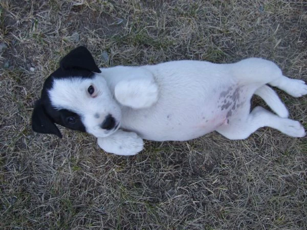cuccioli di jack russell terrier con pedigree enci & uku – linee di campioni internazionali | Foto 1