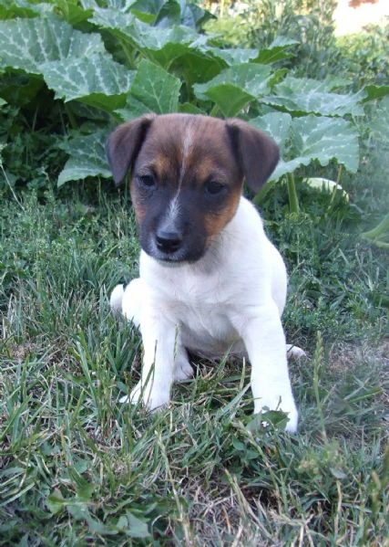 cuccioli di jack russell terrier con pedigree enci & uku – linee di campioni internazionali | Foto 0