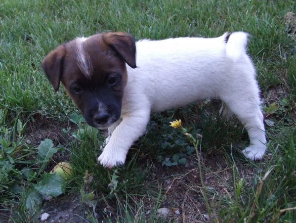 cuccioli di jack russell terrier con pedigree enci & uku – linee di campioni internazionali