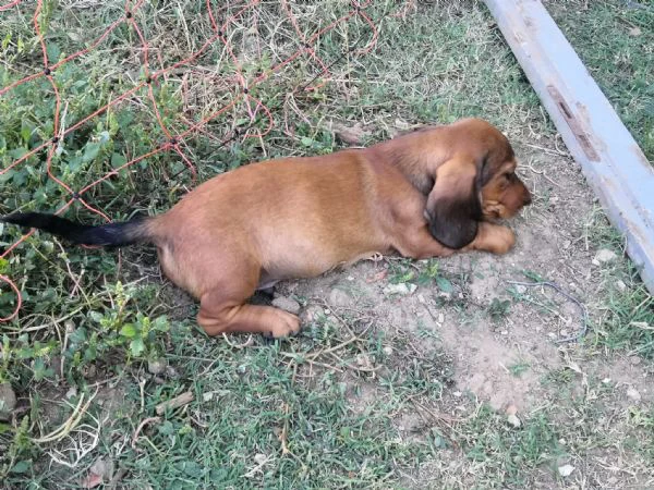 alpenlaendische dachsbracke | Foto 2