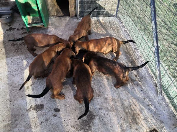 alpenlaendische dachsbracke | Foto 1