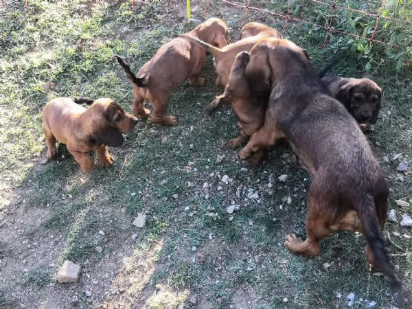 alpenlaendische dachsbracke | Foto 0