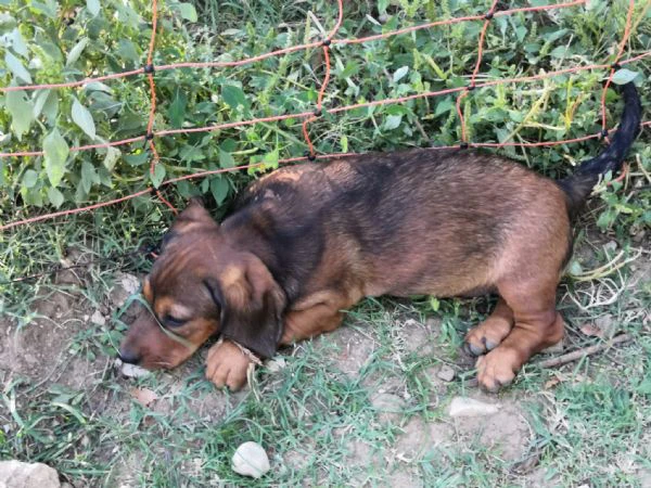 alpenlaendische dachsbracke
