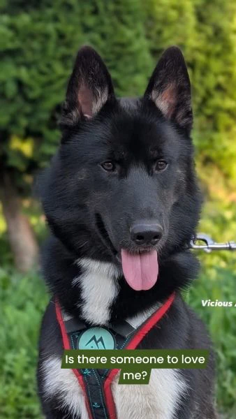 siberian husky pedigree 