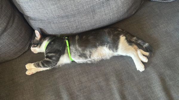 cucciolo di gatto | Foto 1