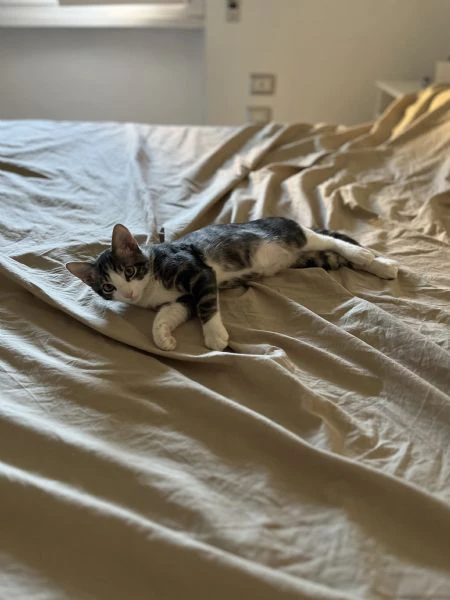 cucciolo di gatto | Foto 0