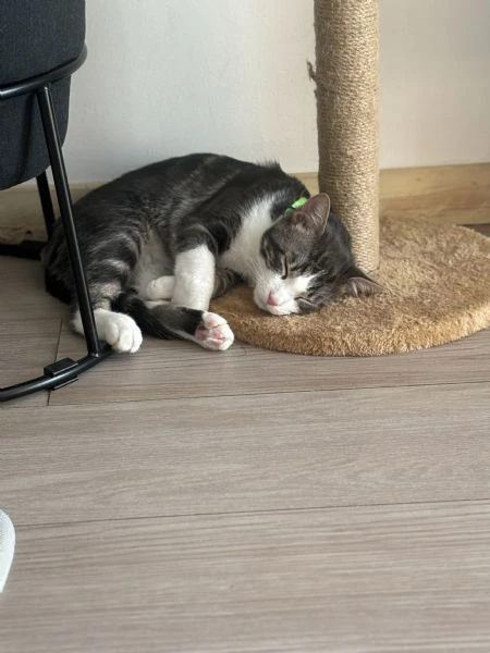 cucciolo di gatto