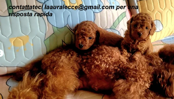 barboncino  toy per ladozione | Foto 2