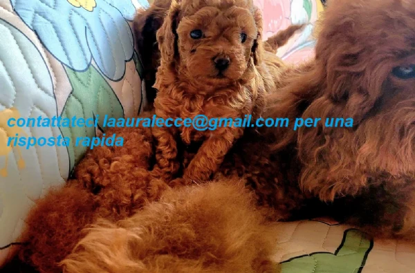 barboncino  toy per ladozione | Foto 0