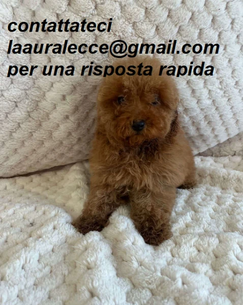 barboncino toy per ladozione | Foto 3