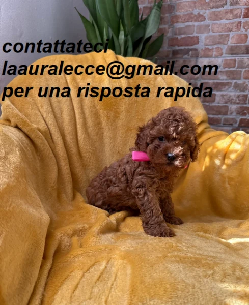 barboncino toy per ladozione | Foto 2
