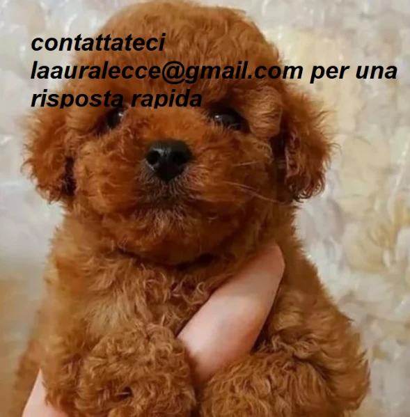 barboncino toy per ladozione | Foto 1