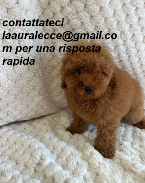 barboncino toy per ladozione | Foto 0