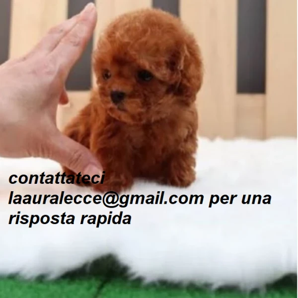 barboncino toy per ladozione