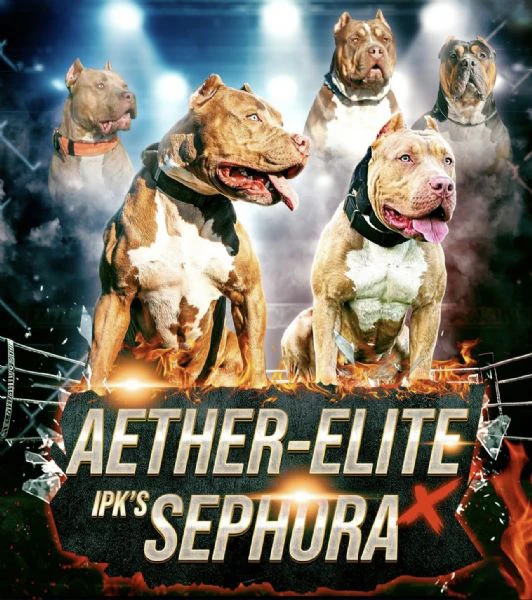 cuccioli di american bully xxl, unici al mondo. 
