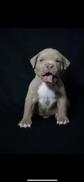 cuccioli di american bully xxl, unici al mondo.  | Foto 0