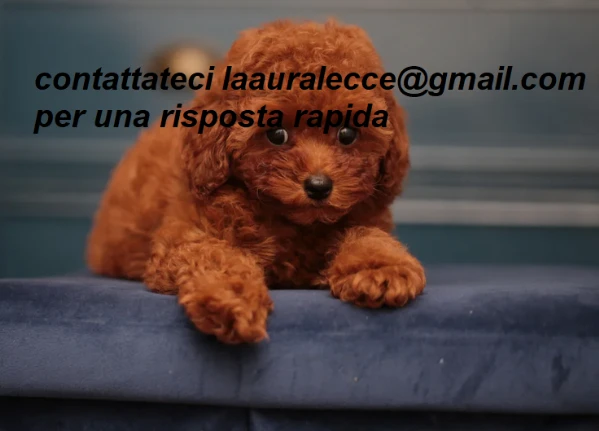 per adozione splendidi cuccioli di barboncino | Foto 6