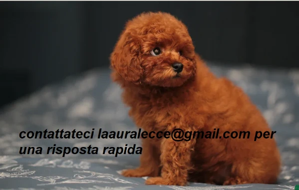 per adozione splendidi cuccioli di barboncino | Foto 4