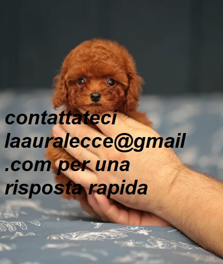 per adozione splendidi cuccioli di barboncino | Foto 3