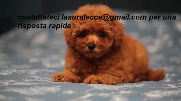 per adozione splendidi cuccioli di barboncino | Foto 2