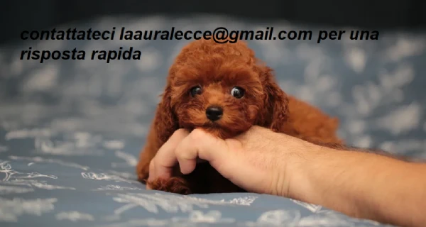 per adozione splendidi cuccioli di barboncino