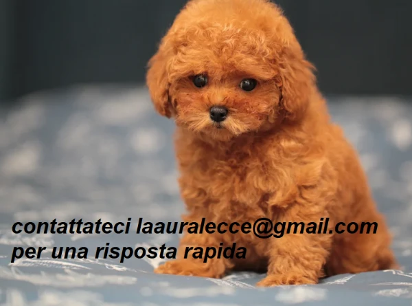 per adozione splendidi cuccioli di barboncino | Foto 1