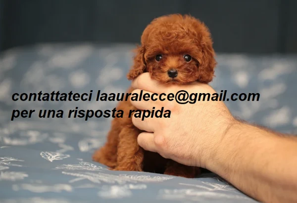 per adozione splendidi cuccioli di barboncino | Foto 0