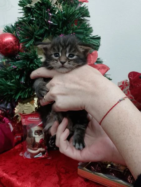 gattini tipo mainecoon (senza pedigree)