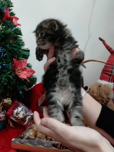 gattini tipo mainecoon (senza pedigree) | Foto 6
