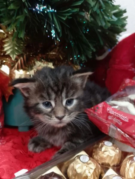 gattini tipo mainecoon (senza pedigree) | Foto 5