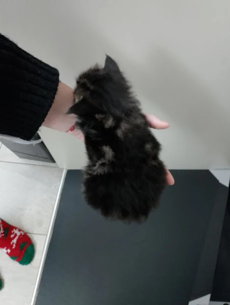 gattini tipo mainecoon (senza pedigree) | Foto 4