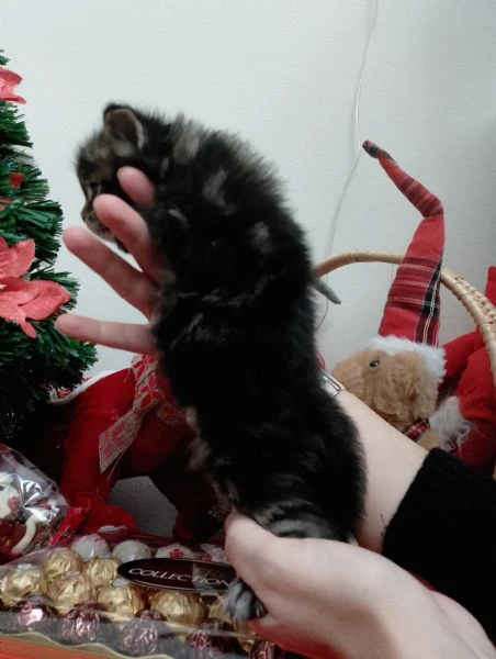 gattini tipo mainecoon (senza pedigree) | Foto 3