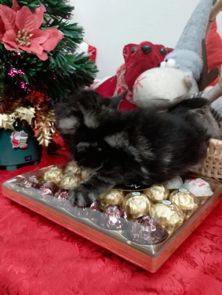 gattini tipo mainecoon (senza pedigree) | Foto 2