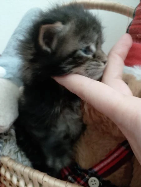 gattini tipo mainecoon (senza pedigree) | Foto 0