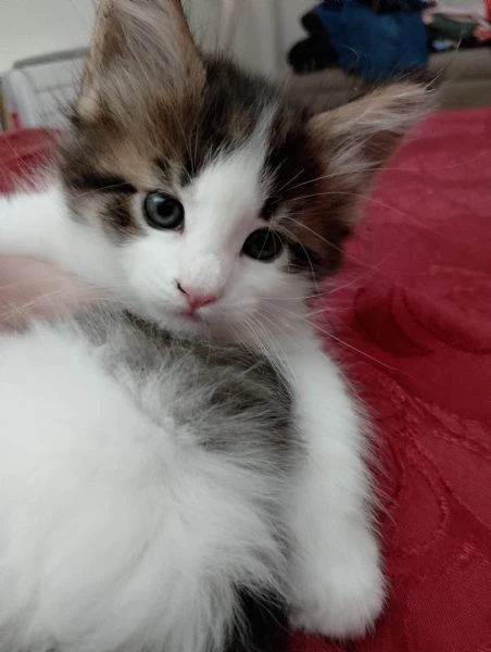 gattina | Foto 3