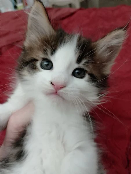 gattina