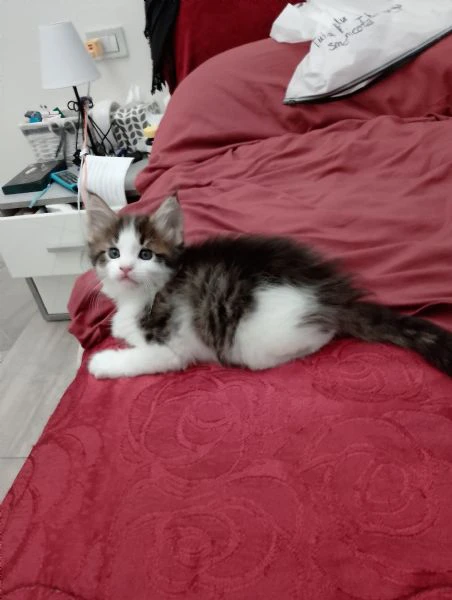 gattina | Foto 1