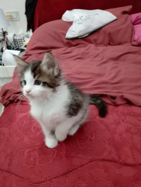 gattina | Foto 0