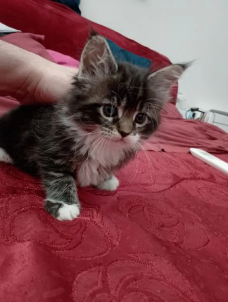la gattina blu, manolita | Foto 4