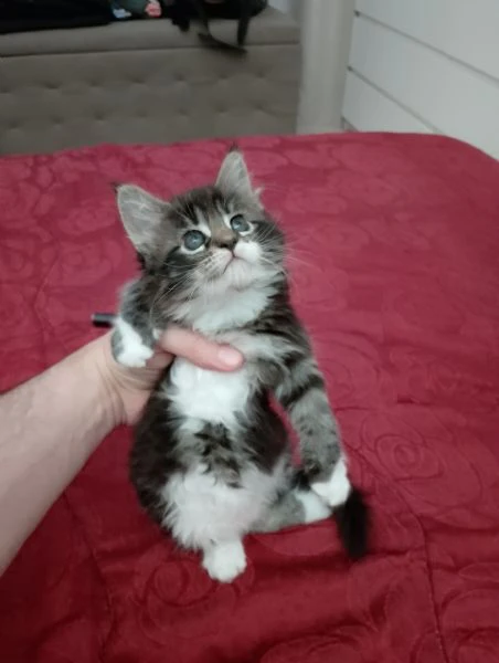 la gattina blu, manolita | Foto 3