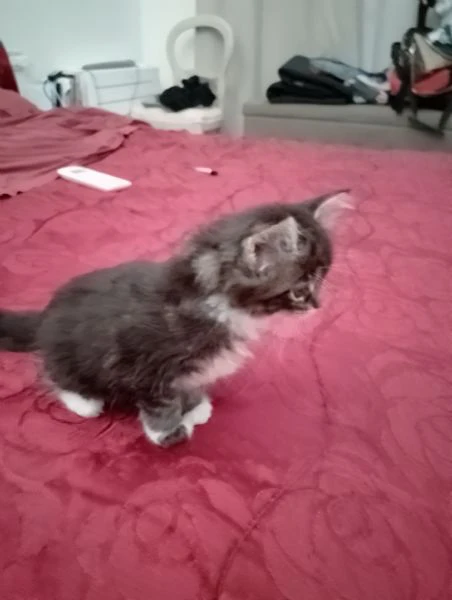la gattina blu, manolita
