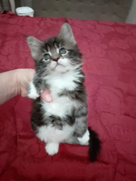 la gattina blu, manolita | Foto 2