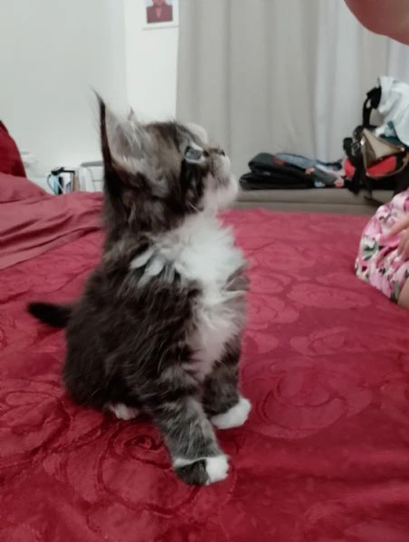 la gattina blu, manolita | Foto 1