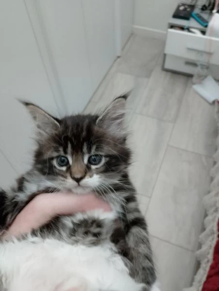 la gattina blu, manolita | Foto 0