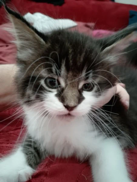 aquila maschietto mainecoon