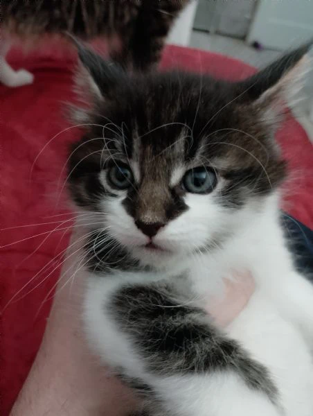 aquila maschietto mainecoon | Foto 4